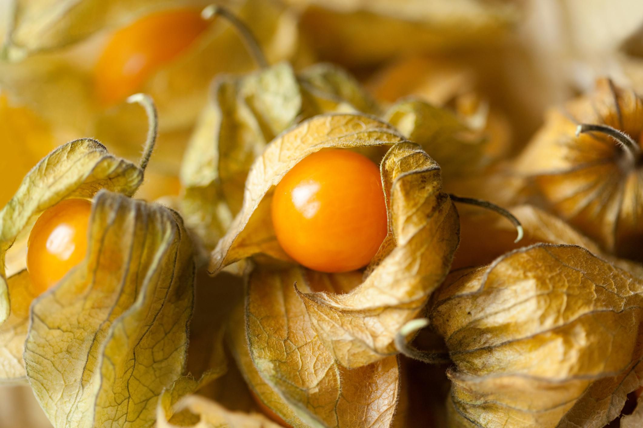 how-to-grow-organic-ground-cherries