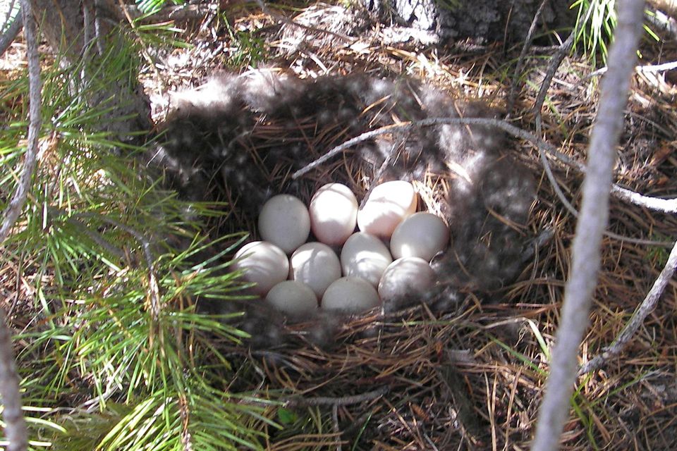 Photos Of Wild Bird Nests And Eggs
