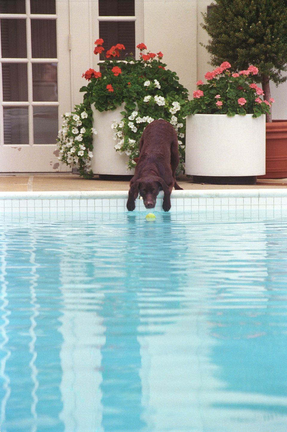 white house swimming pool outdoor