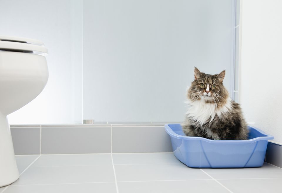 The Best Cat Litter