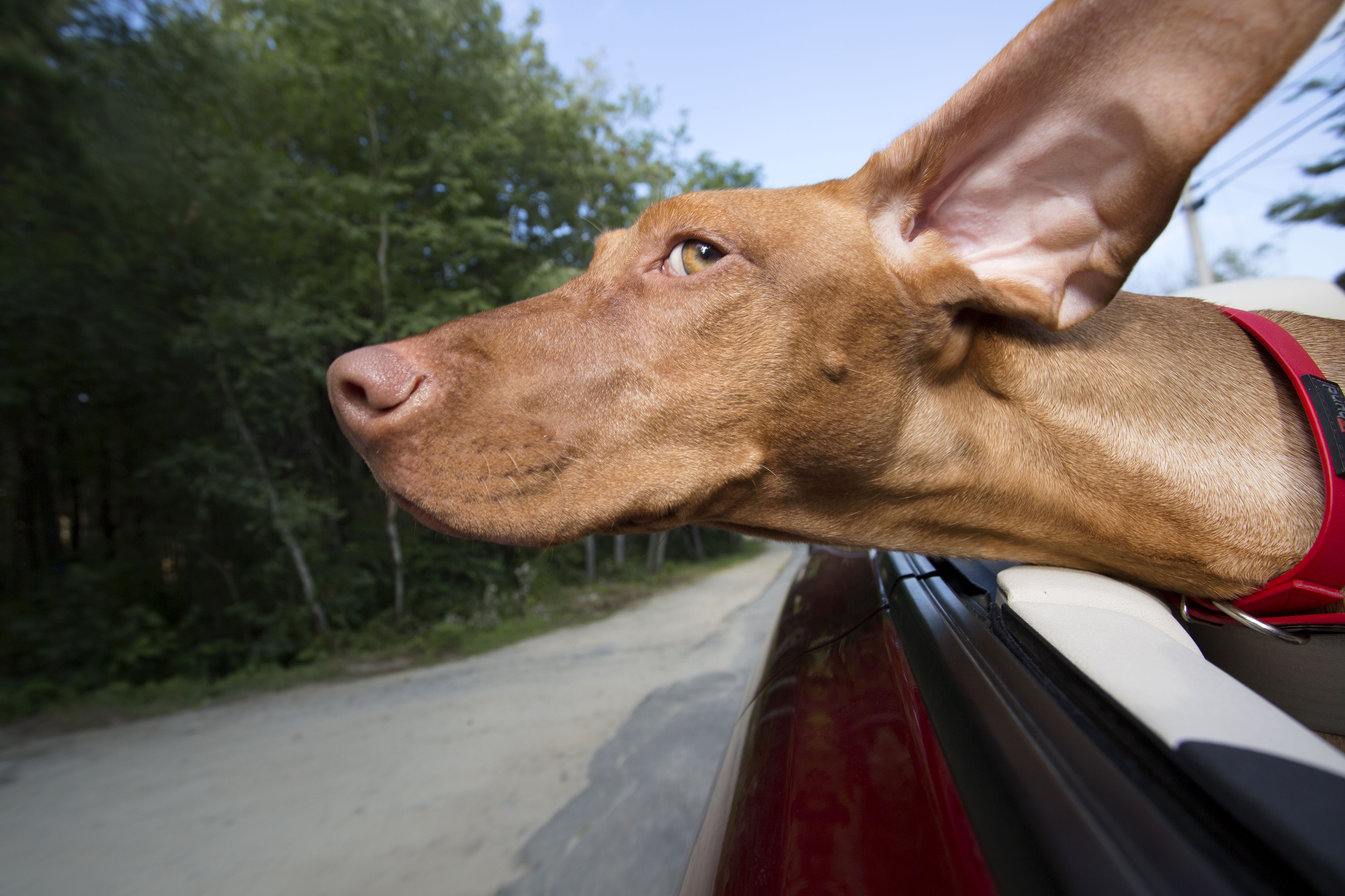 steps-to-take-to-start-a-pet-taxi-service