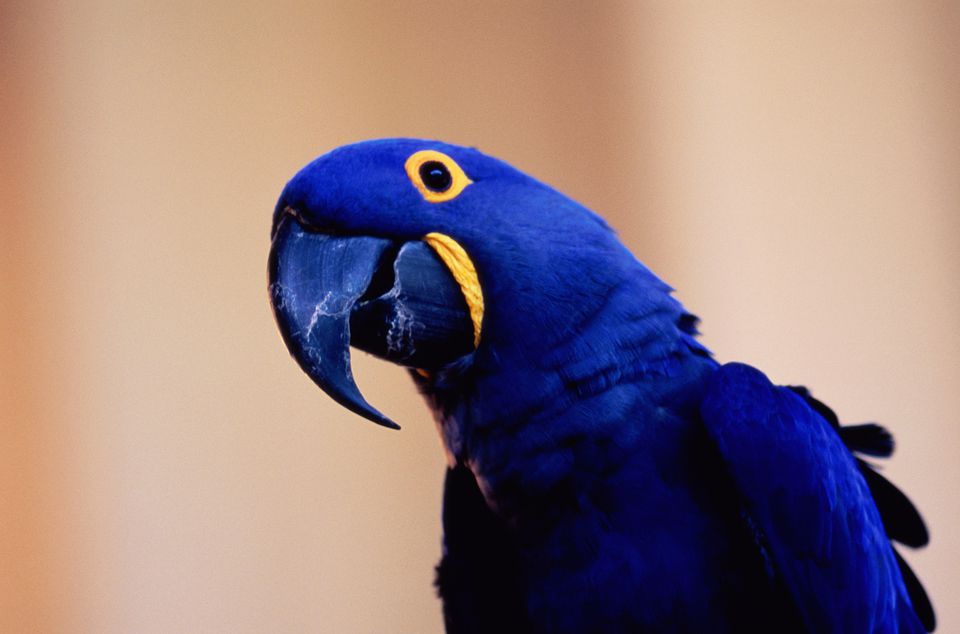 Hyacinth MacAws as Pets - Characteristics and Care