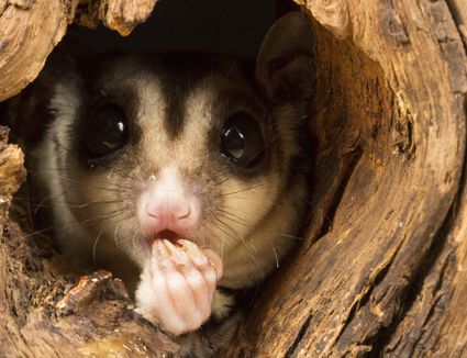 BML Diet for Sugar Gliders - Sugar Glider Diet