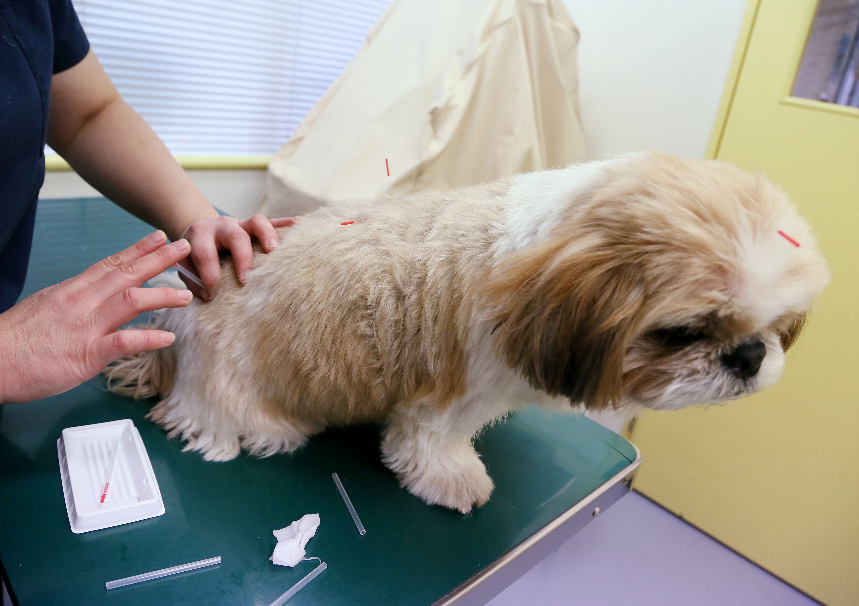 Acupuncture for Dogs