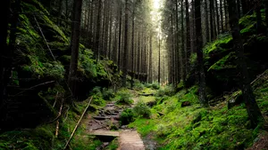 A wallpaper of a path in a forest