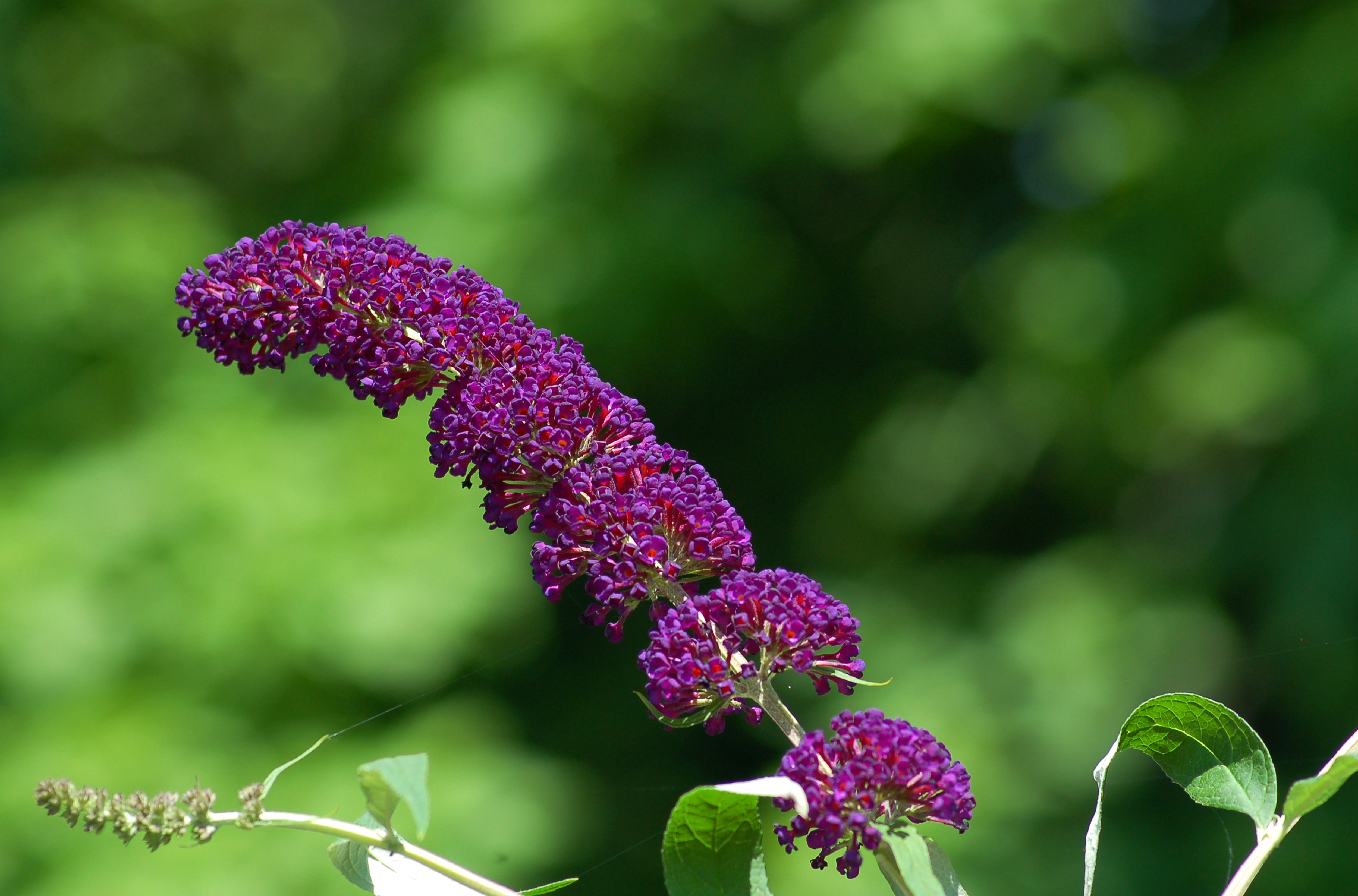 what-to-love-and-hate-about-butterfly-bushes
