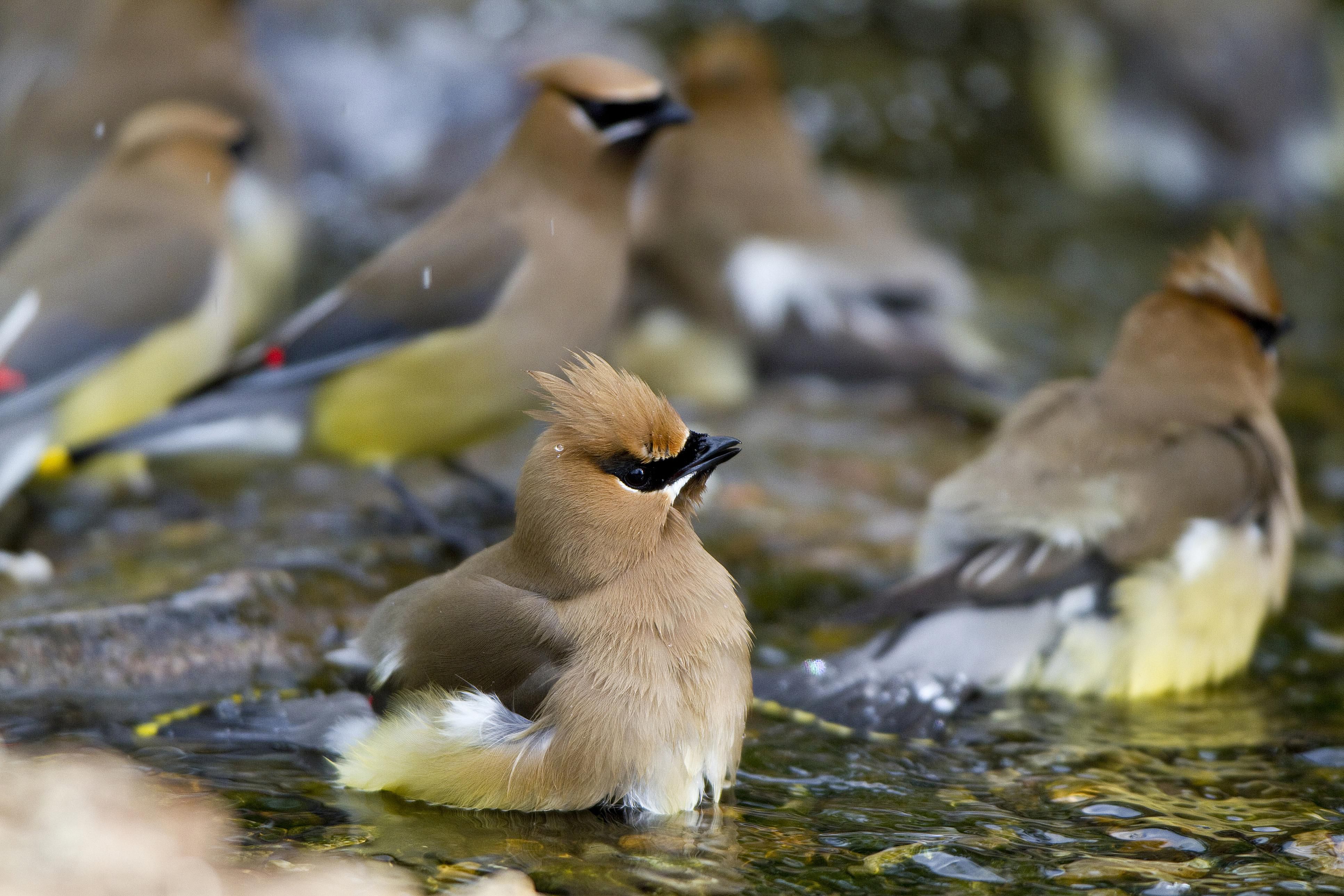 Bird Watching Hotspots in Austin