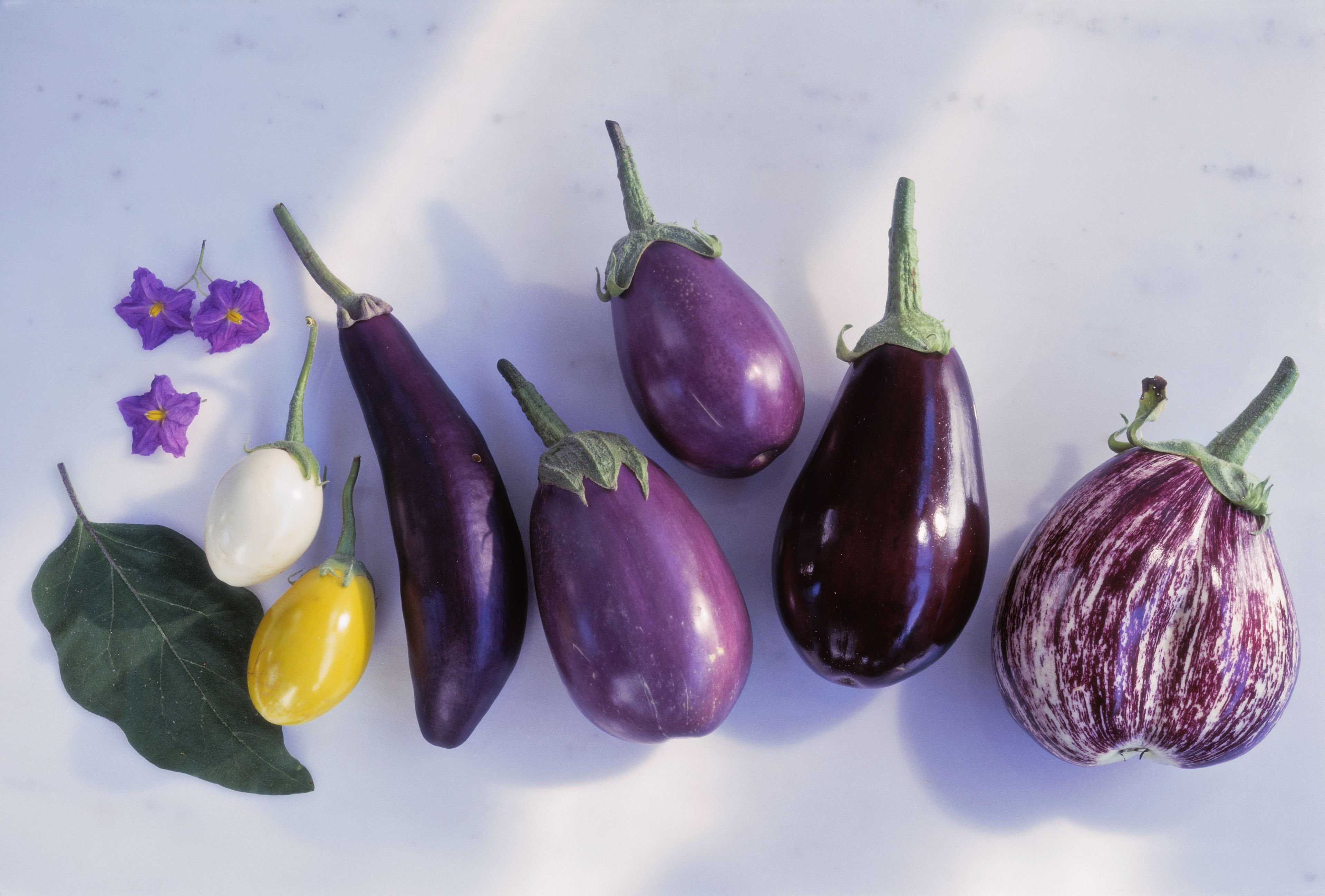 eggplant floatie