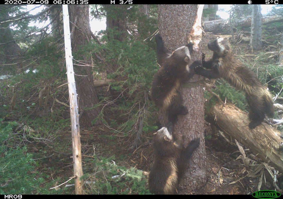 Wolverines Return to Mount Rainier National Park