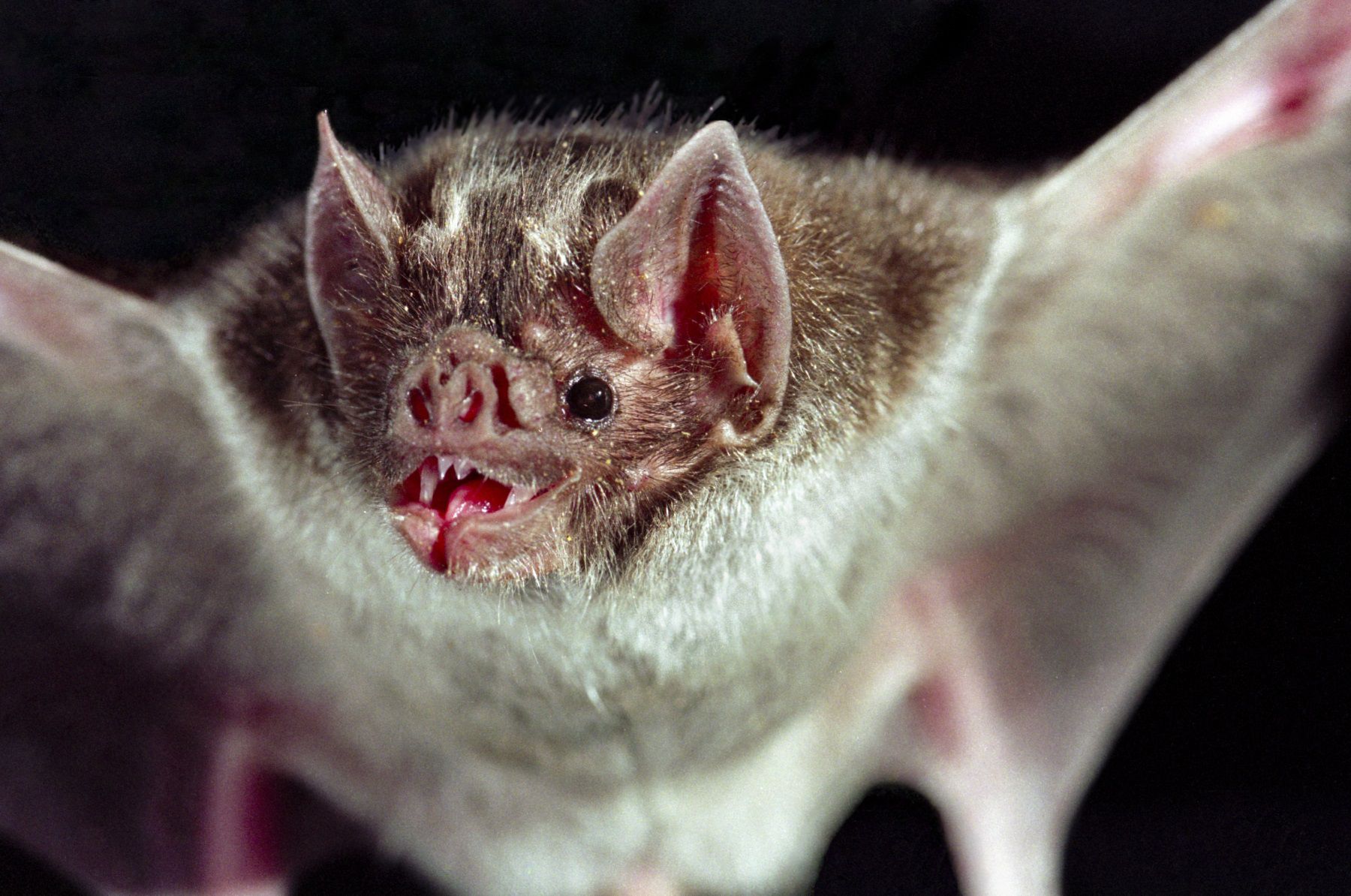 The Risk Of Rabies For Travelers In Peru