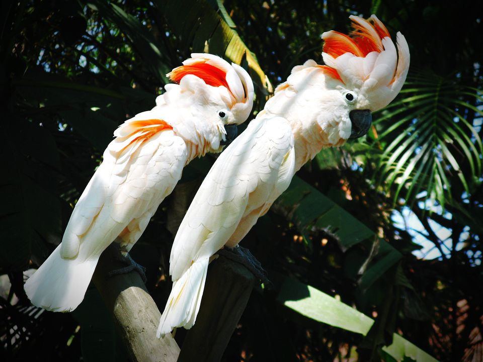 kinds of cockatoos