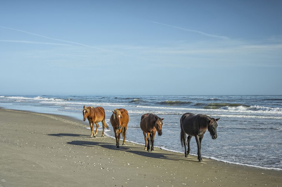 Where To See Wild Horses Of The Southeast Us Coast