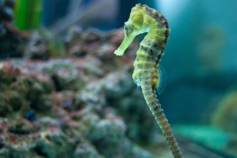 Seahorses in Saltwater Aquariums