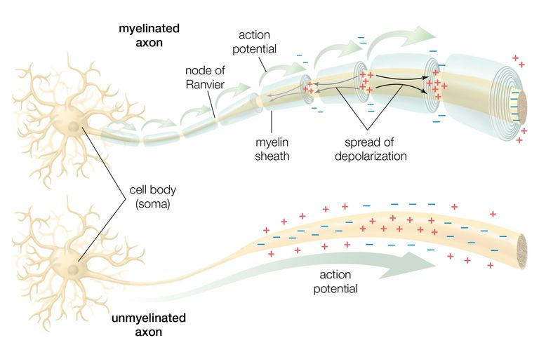 a dendrite conducts nerve impulses