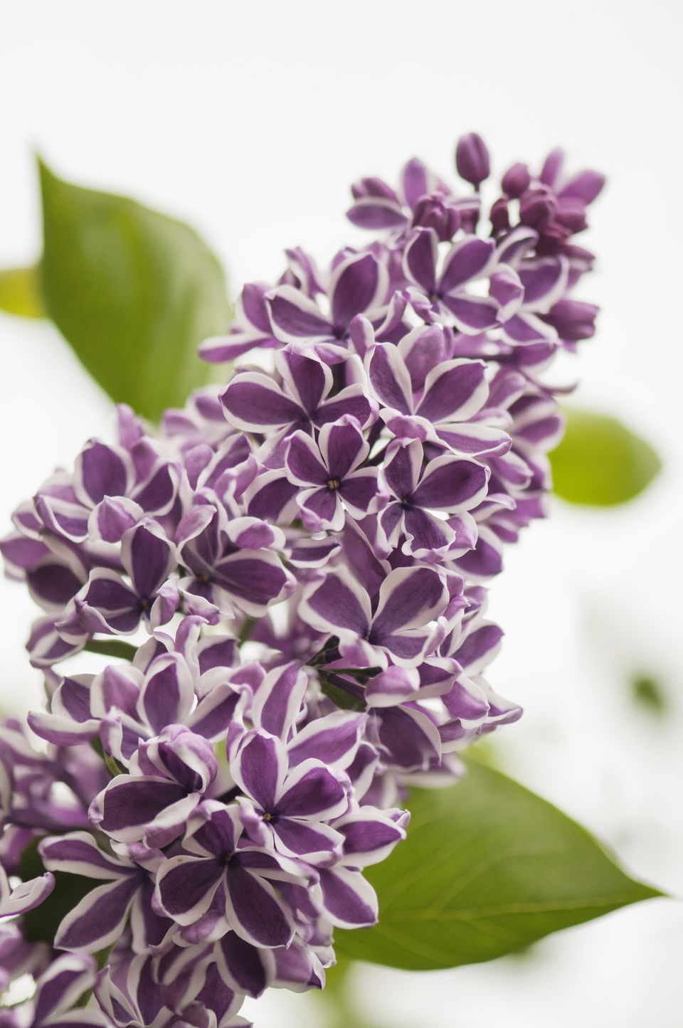 15 Beautiful Lilac Varieties