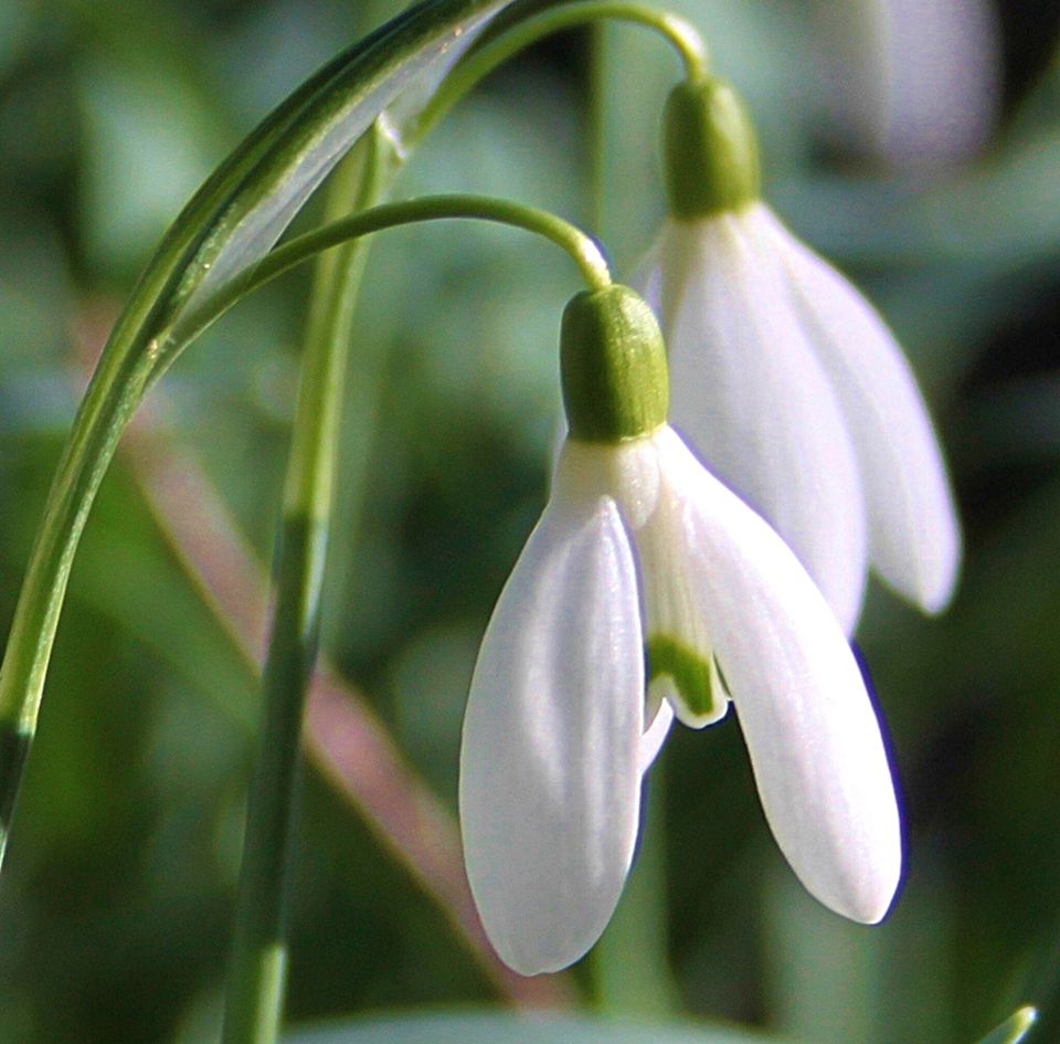 Growing Snowdrops (Galanthus) Flowering Bulbs