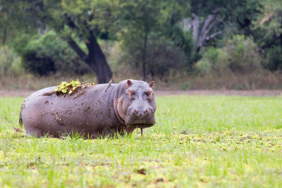 Top 10 Safari Destinations in Africa