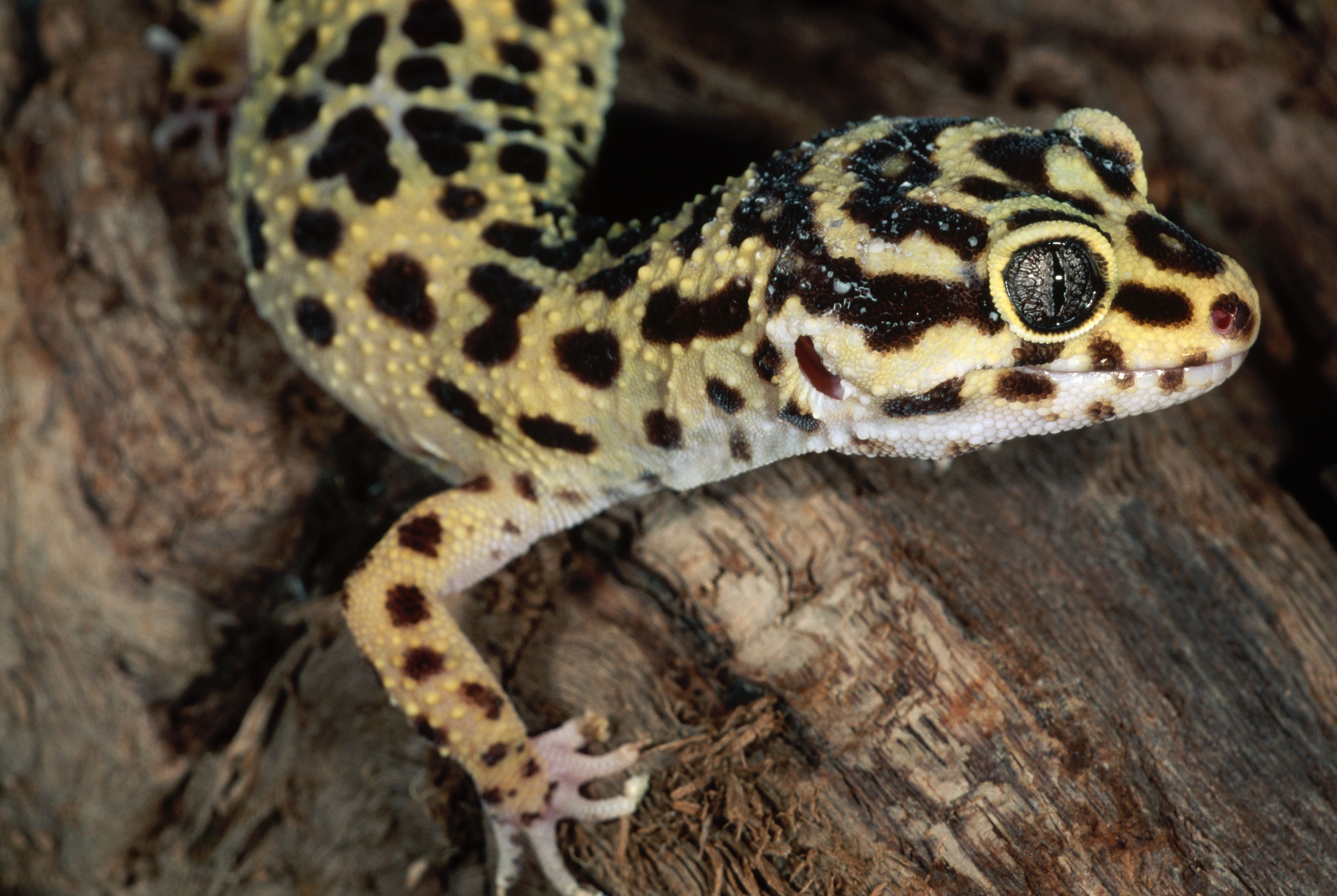 leopard-gecko-523674526-5883975e3df78c2ccd8f02d0.jpg