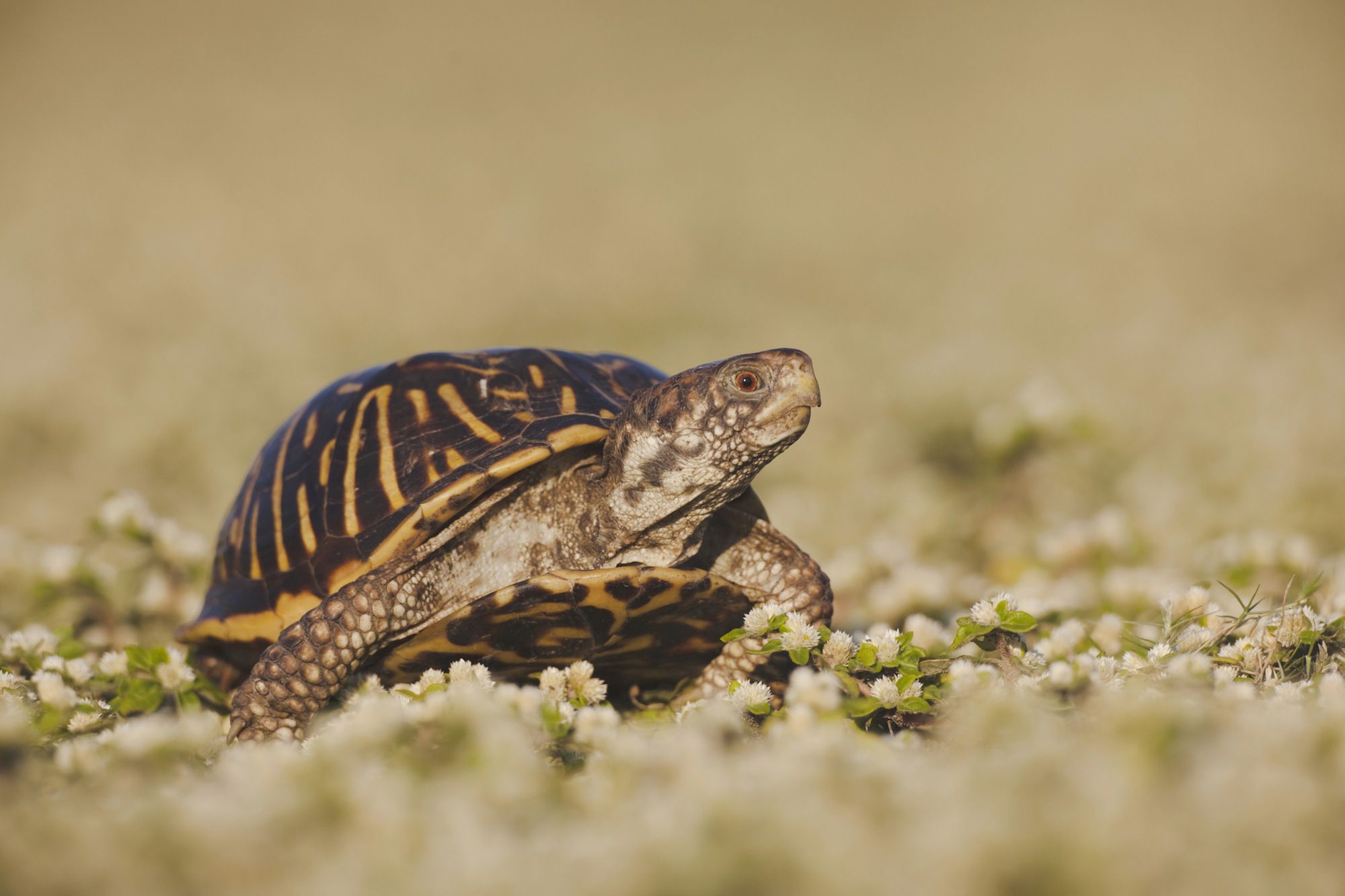 A Guide to Caring for Ornate Box Turtles