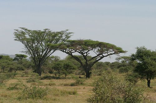 Acacia Trees and Shrubs From Around the World