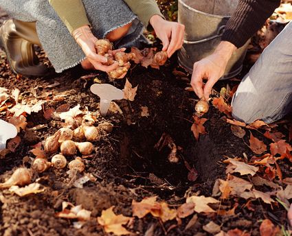 How to Protect Bulbs from Squirrels