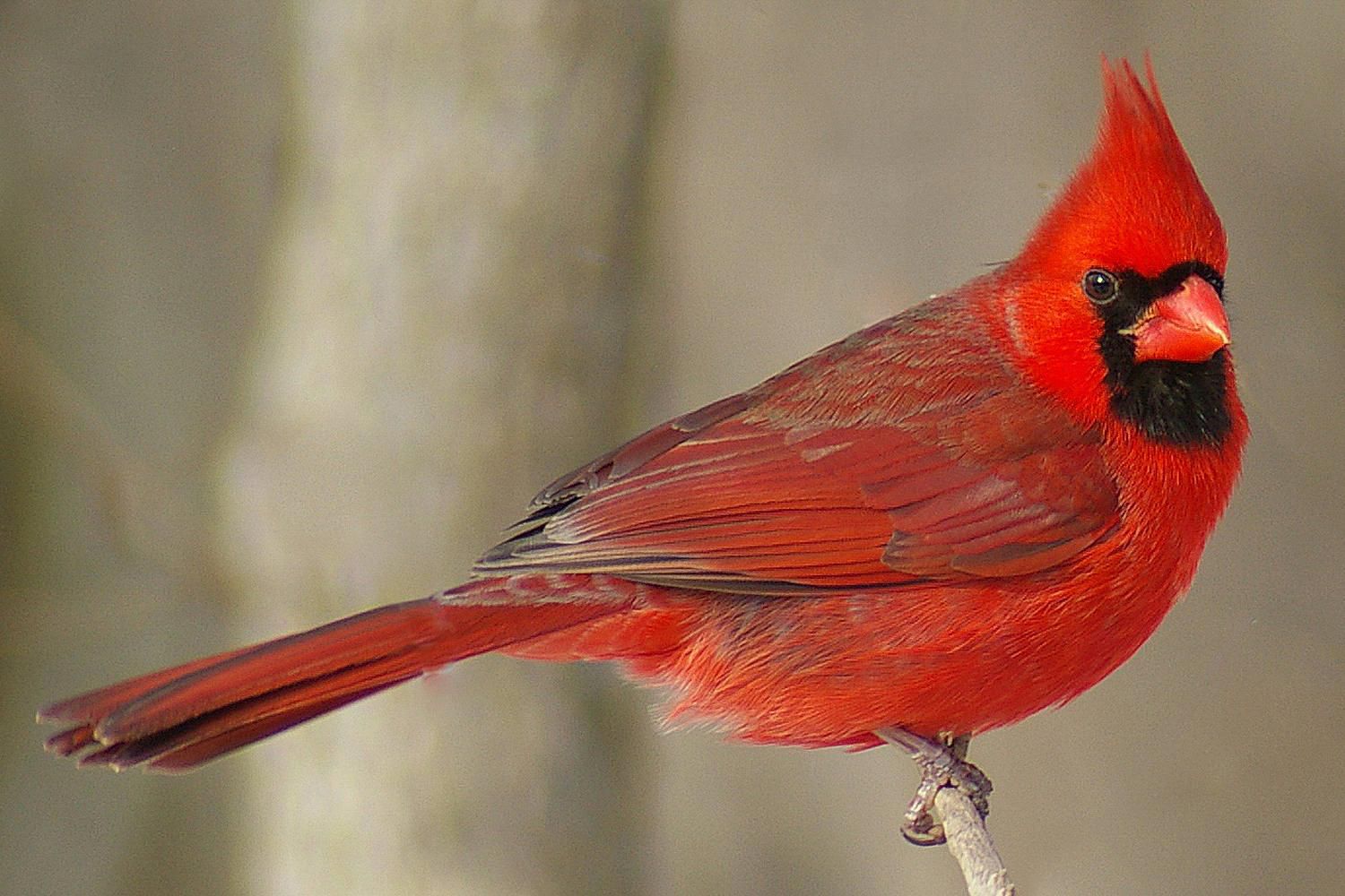 Northern Cardinal Cardinalis cardinalis