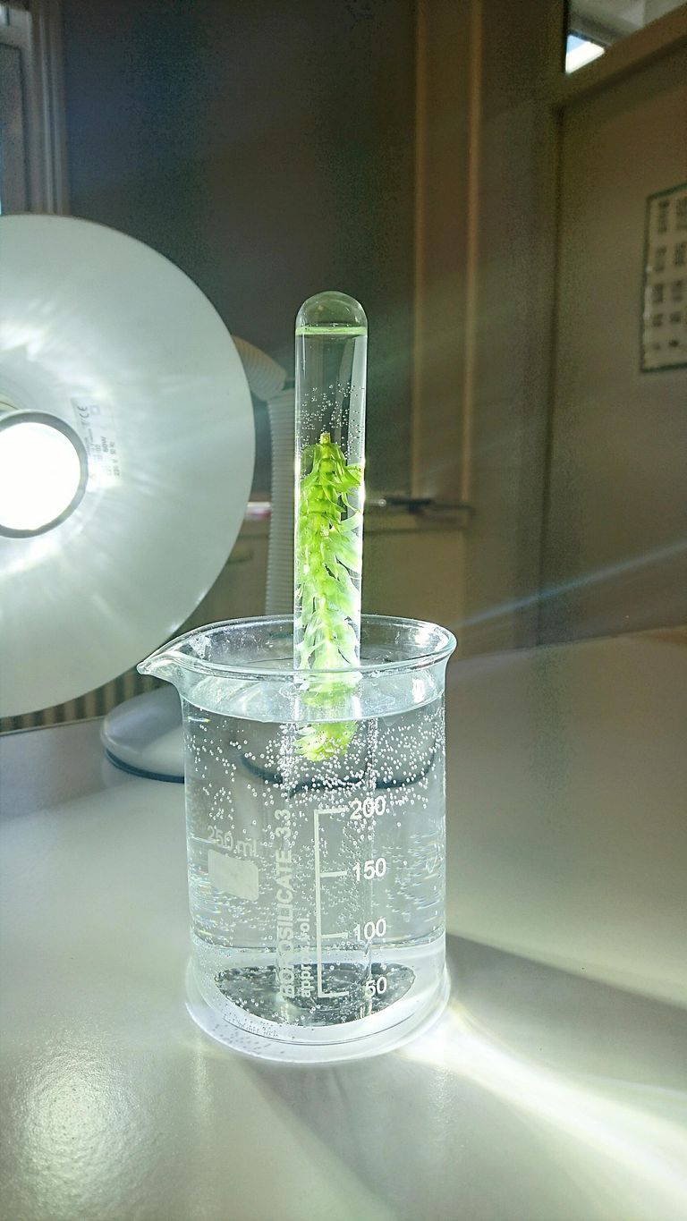 photosynthesis in aquatic plants experiment