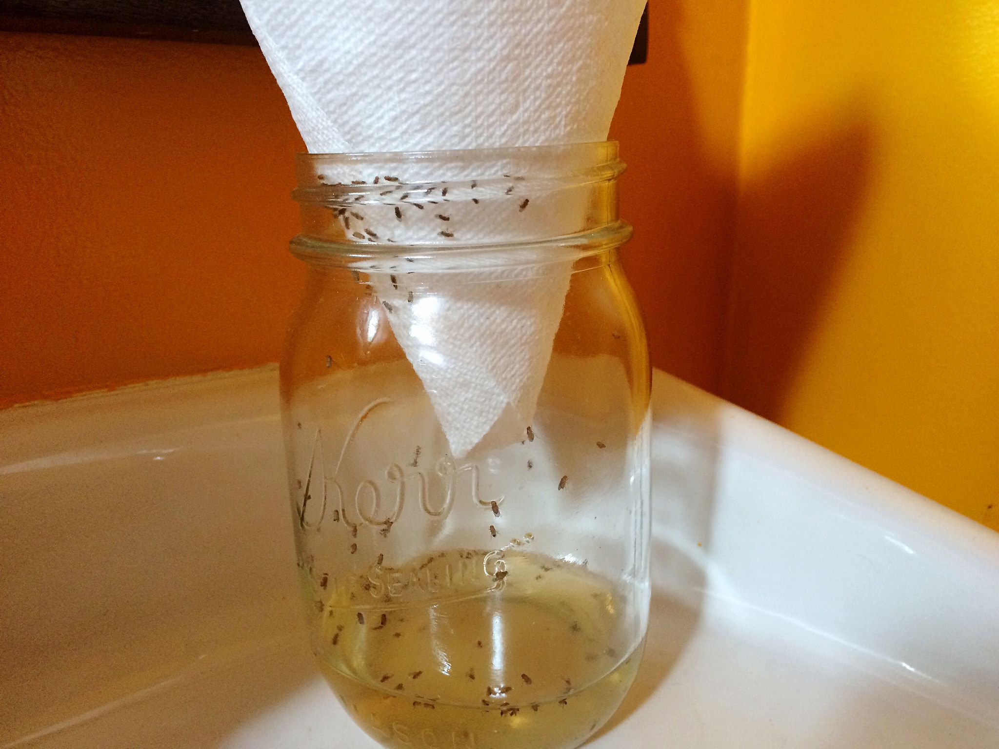 How to Get Rid of Fruit Flies