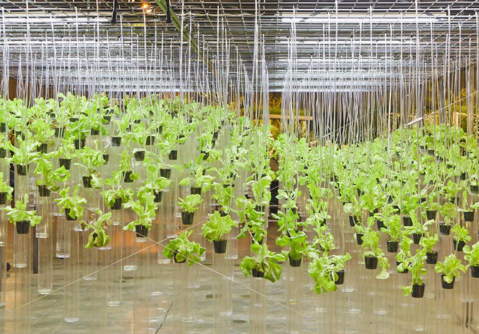 Hydroponically grown lettuces.