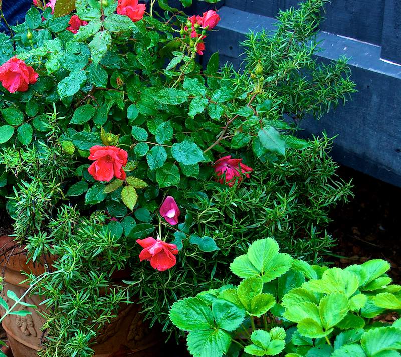 Growing Roses in Pots for Beginners