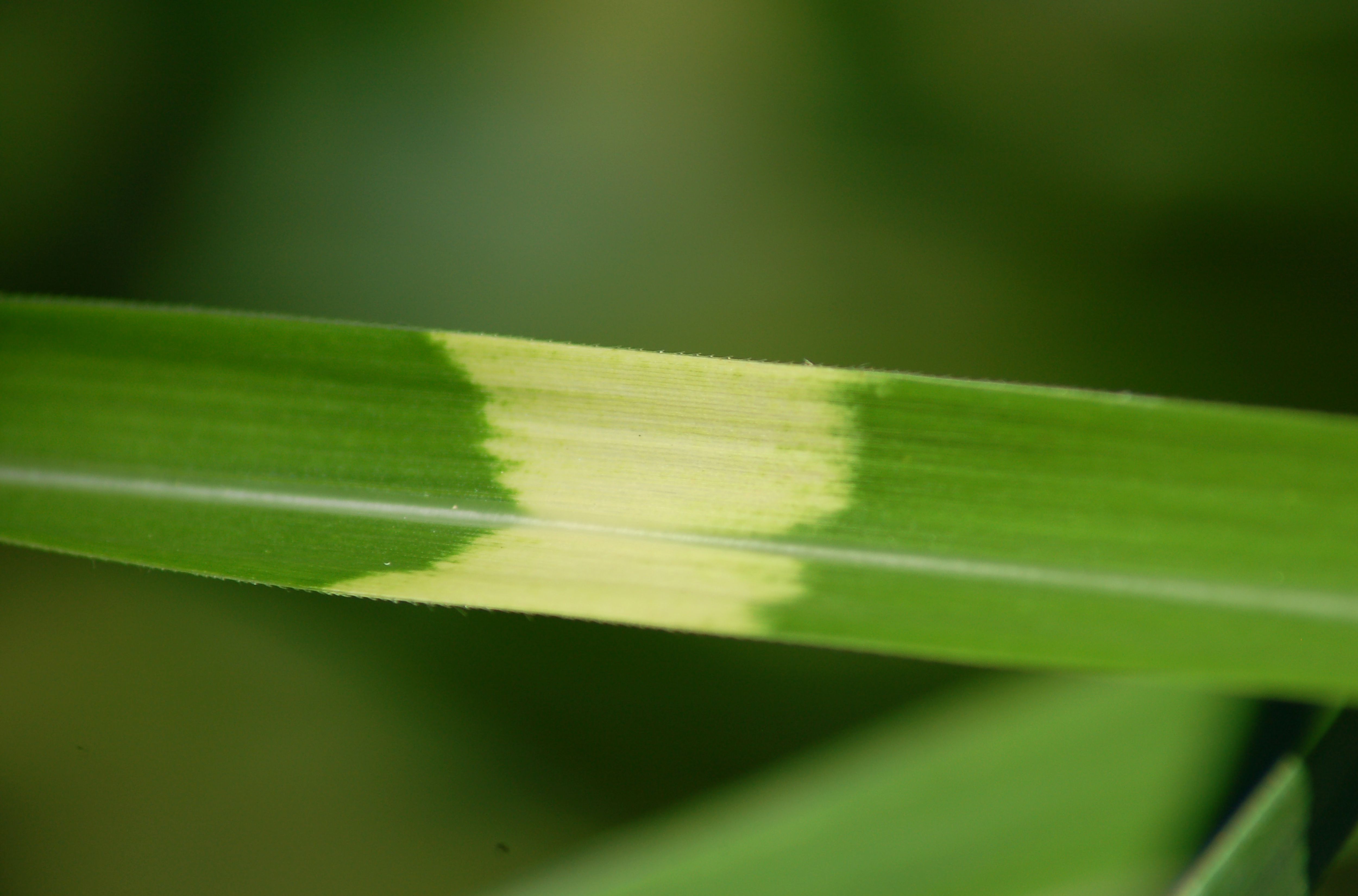 Zebra Grass: Care, Uses, and Requirements