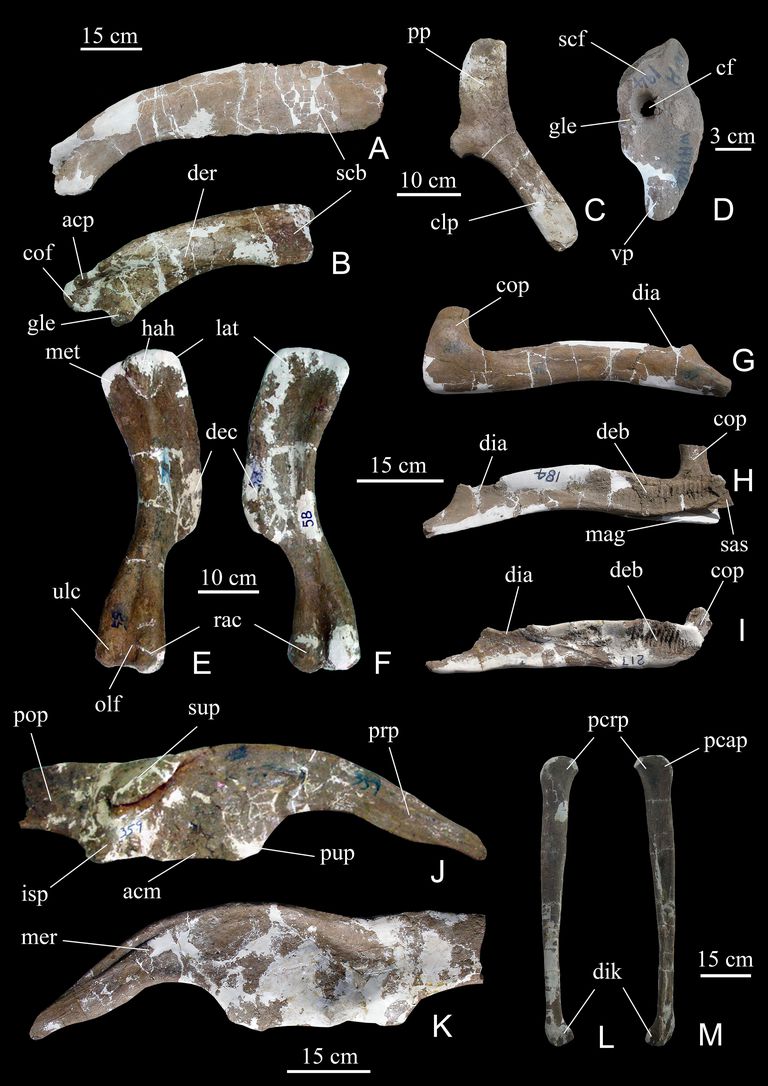 duck billed dinosaur name