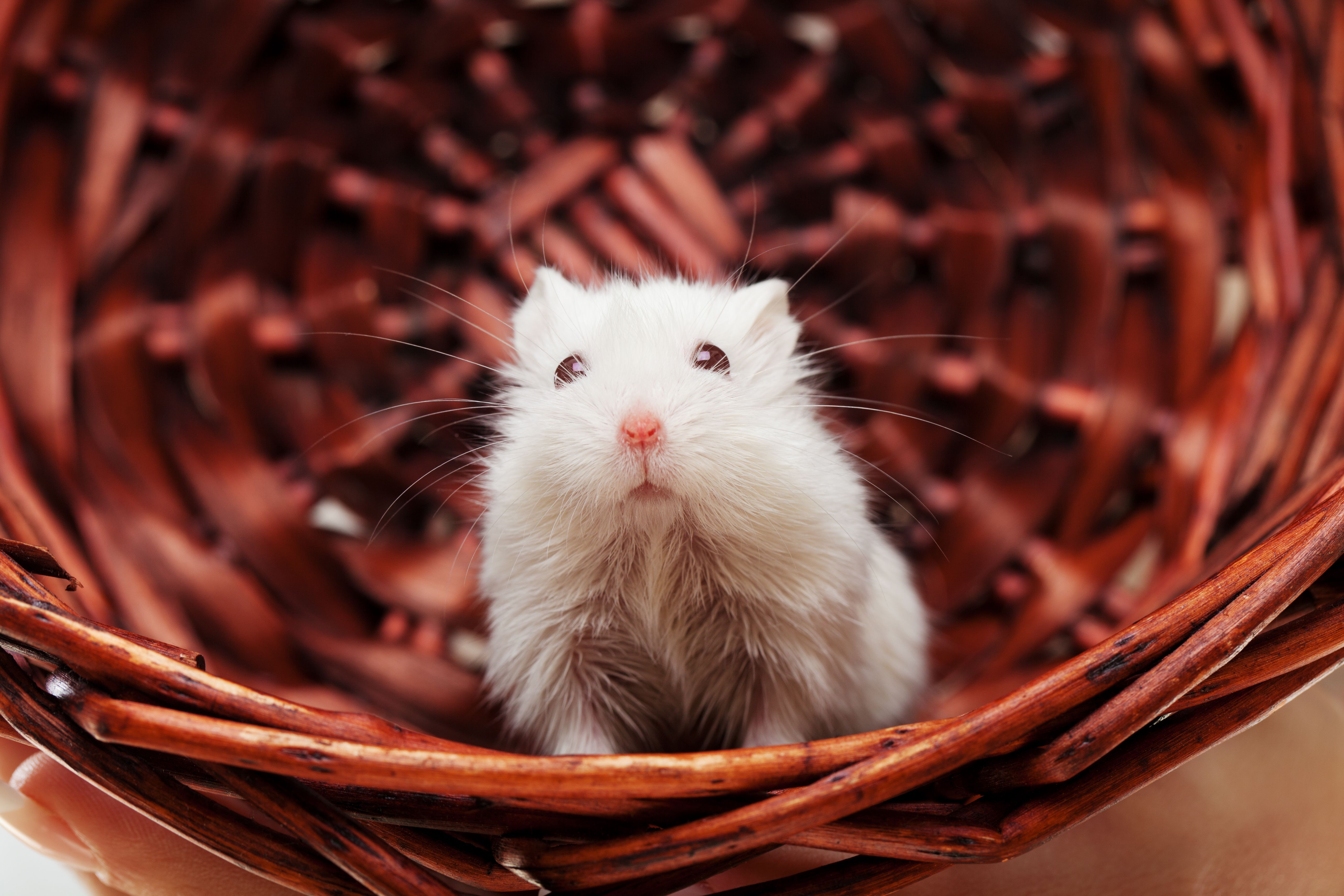 choosing-and-caring-for-mice-as-pets