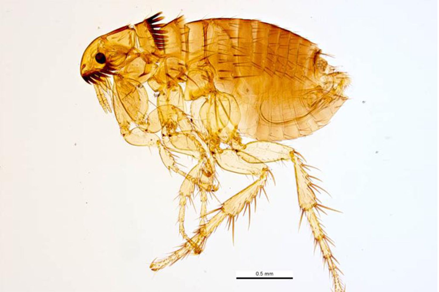 Can Fleas Live on Humans? Can I Get Fleas from My Pet?