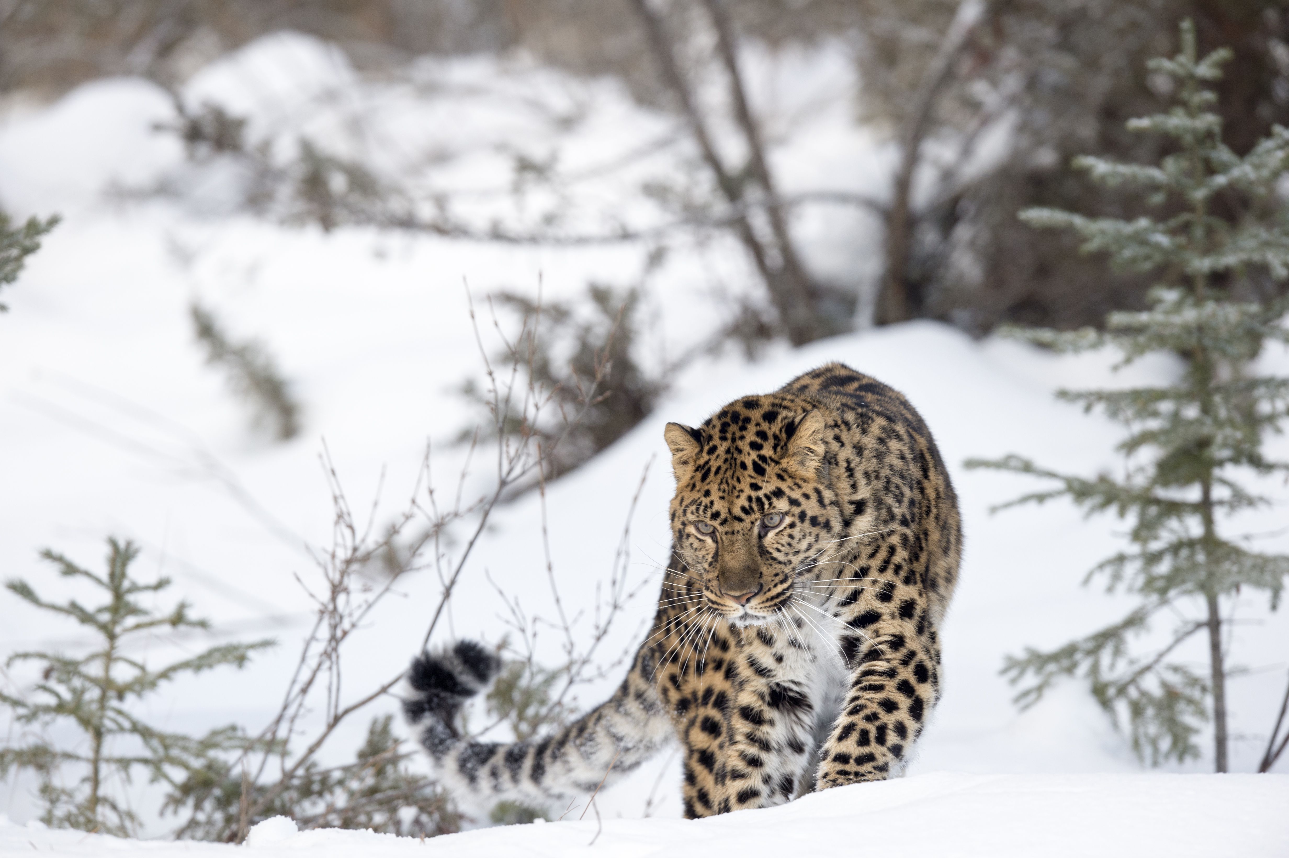 amur leopard build a bear