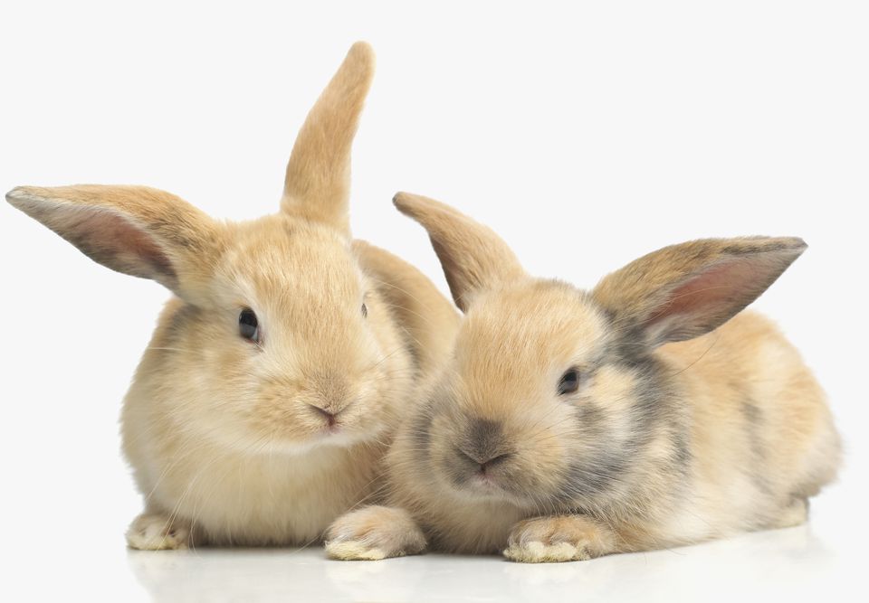 46 Rabbit Breeds to Keep as Pets - Pet Rabbits