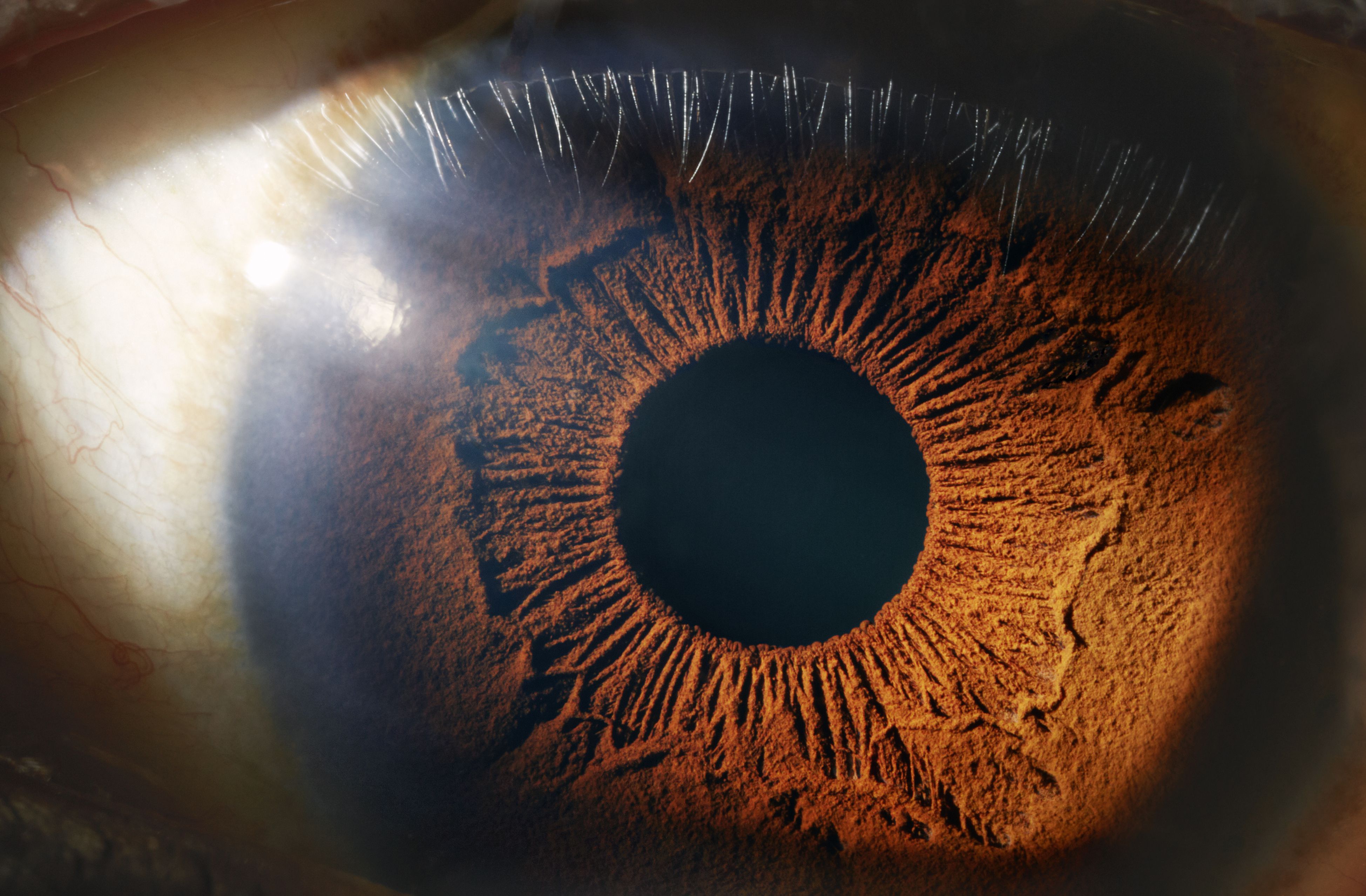 How The Human Eye Works Structure And Function 