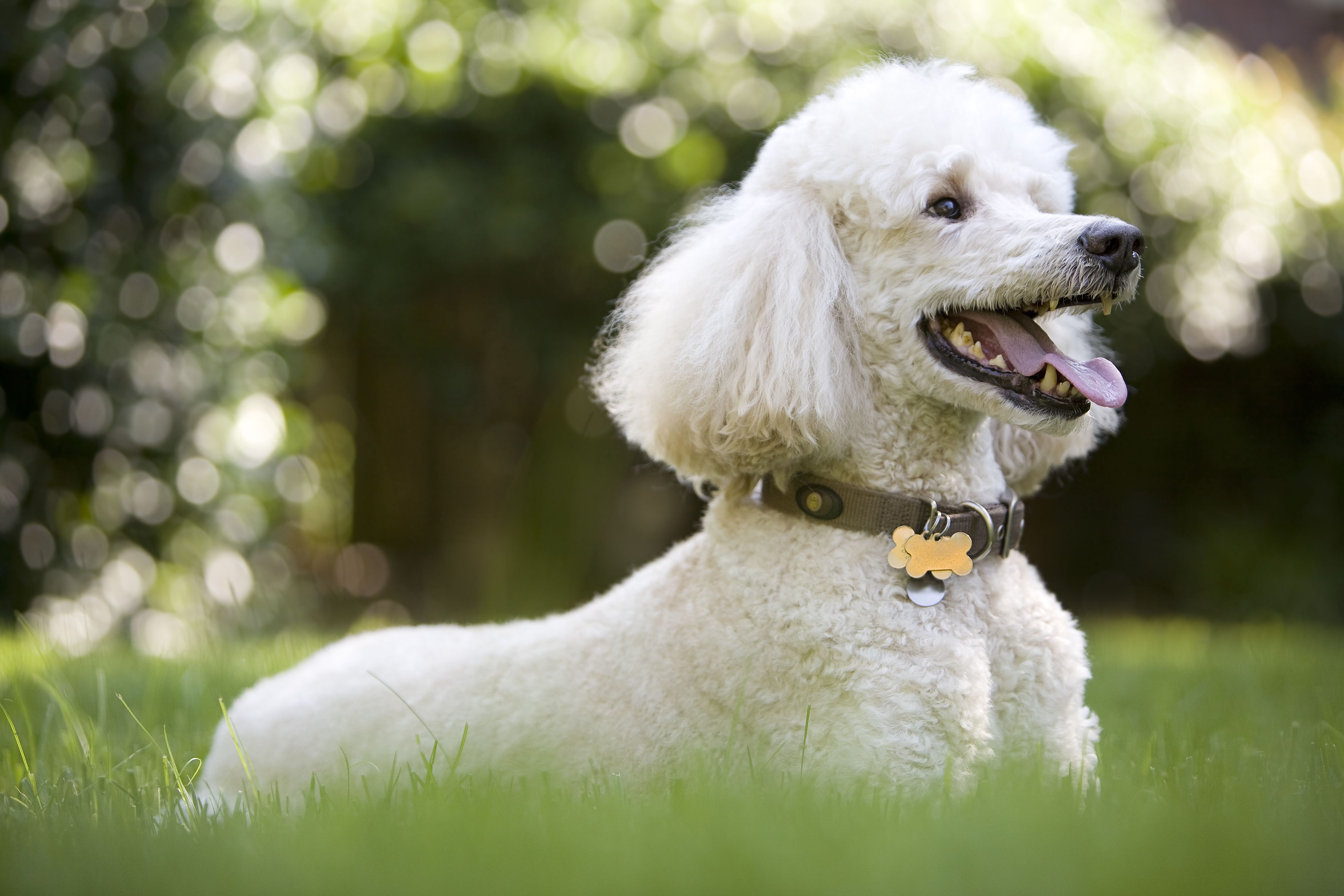 poodle-dog-breed-profile