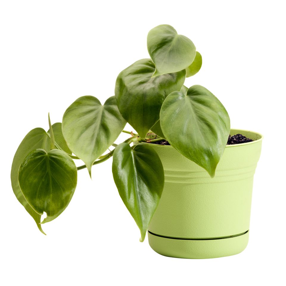 Tropical House Plants for Indoor Use