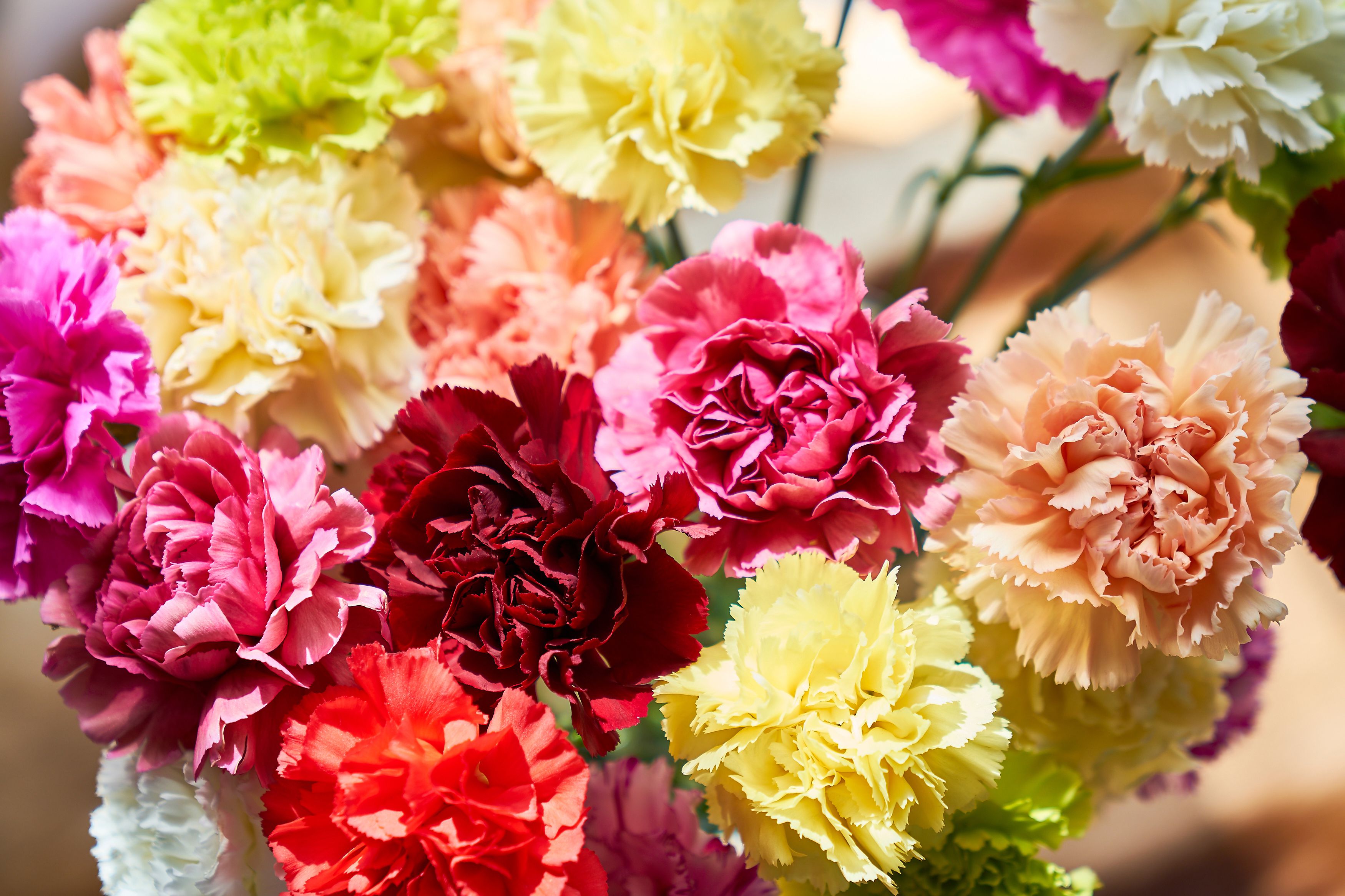 13-top-varieties-for-cut-flowers