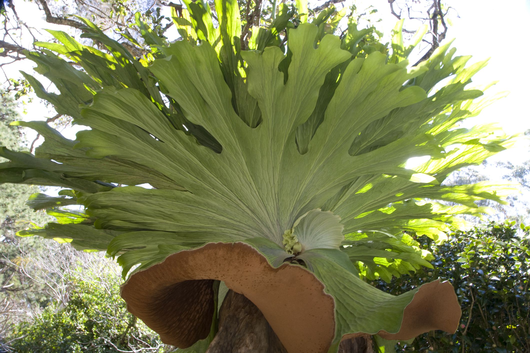 Staghorn Ferns Growing Platycerium Species