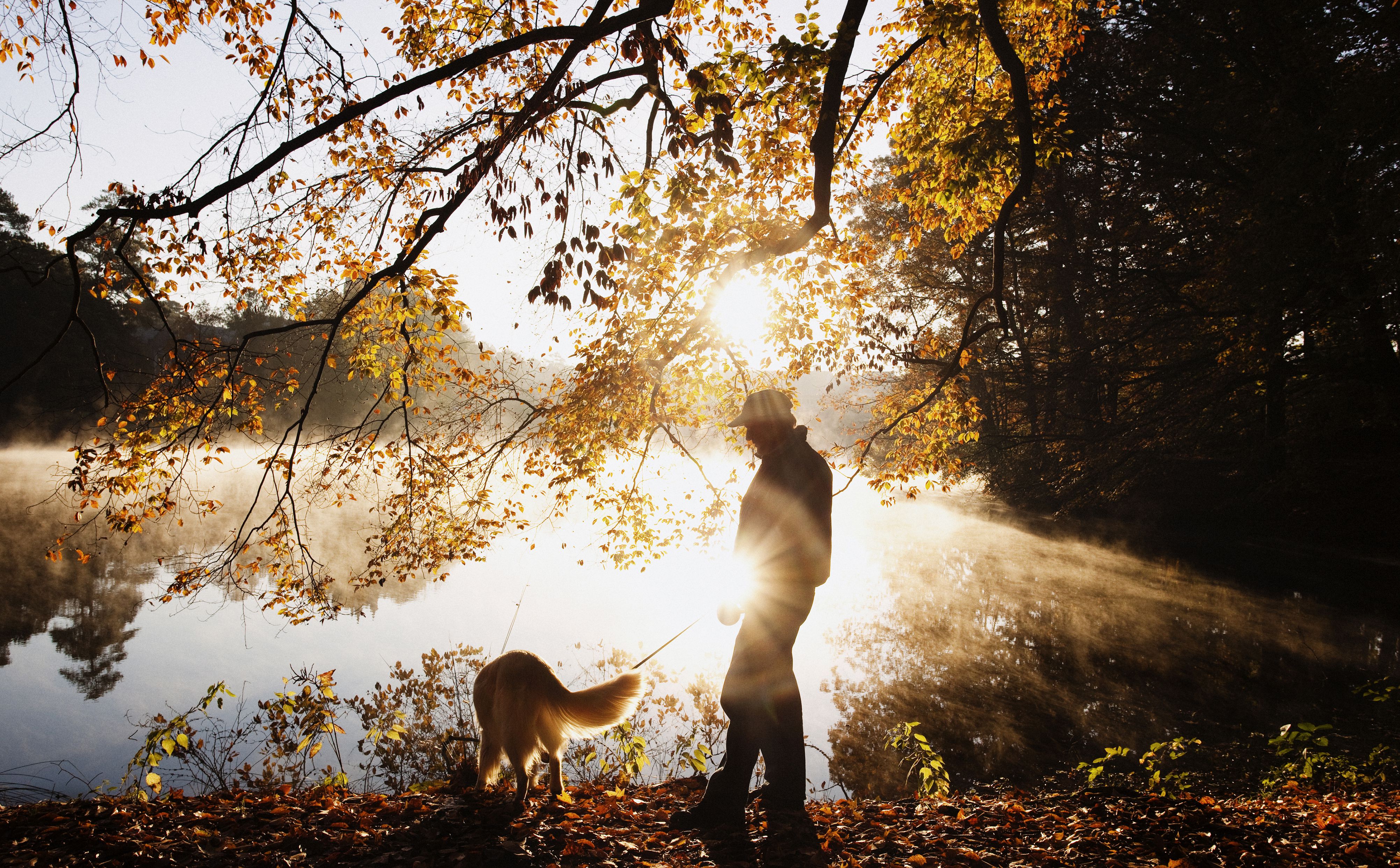 Dogs as Divine Messengers: Animal Angels, Spirit Guides