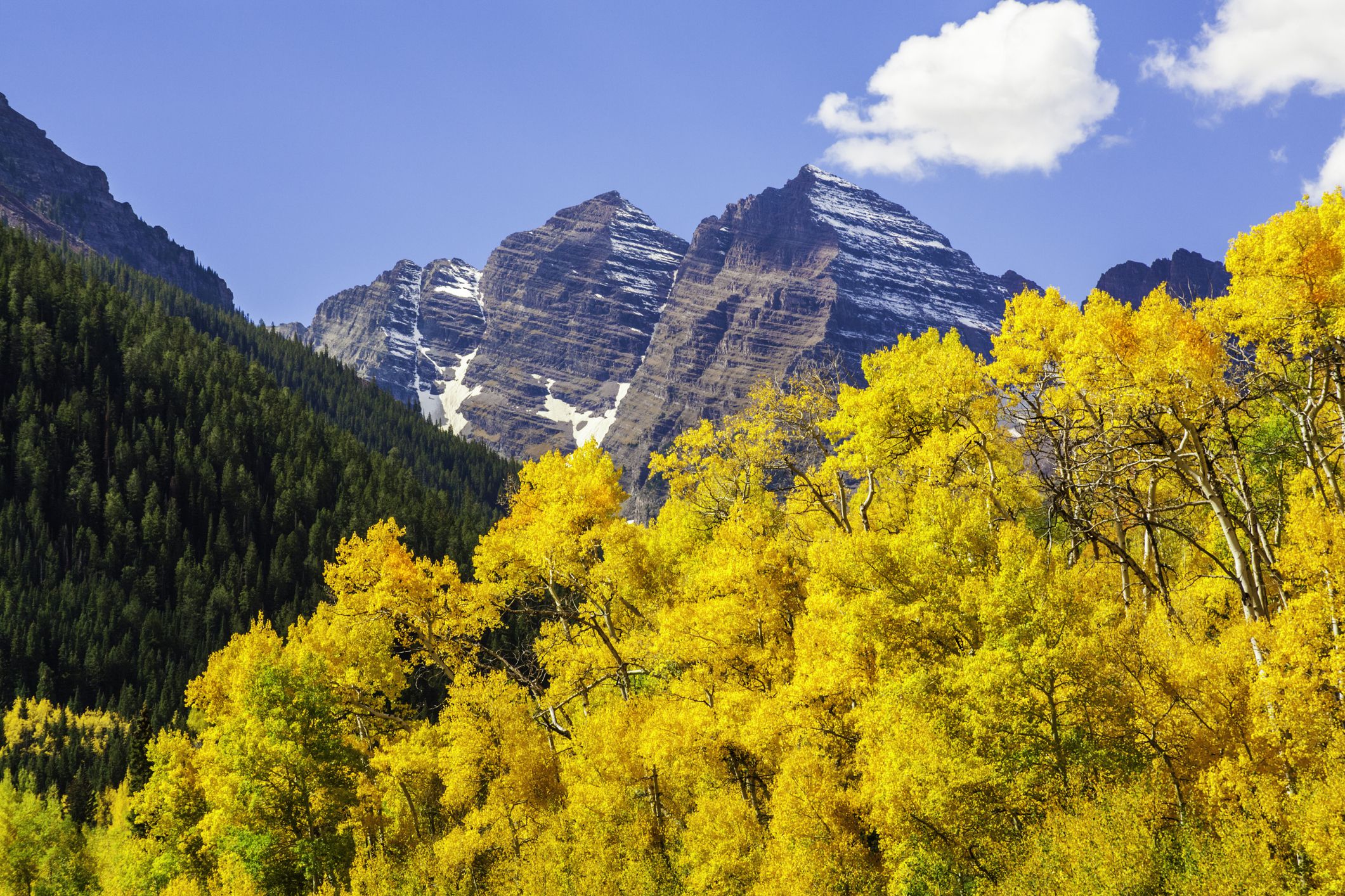 Famous Quaking Aspens Expected to Be Hit by Climate Change