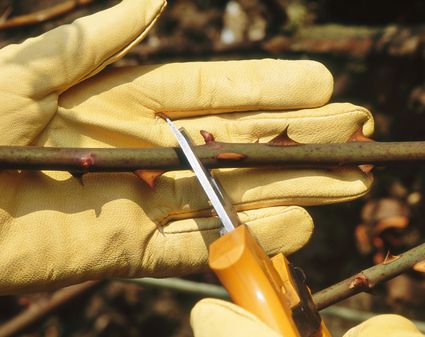 Pruning Lavender A Stepbystep Guide Get Busy Gardening