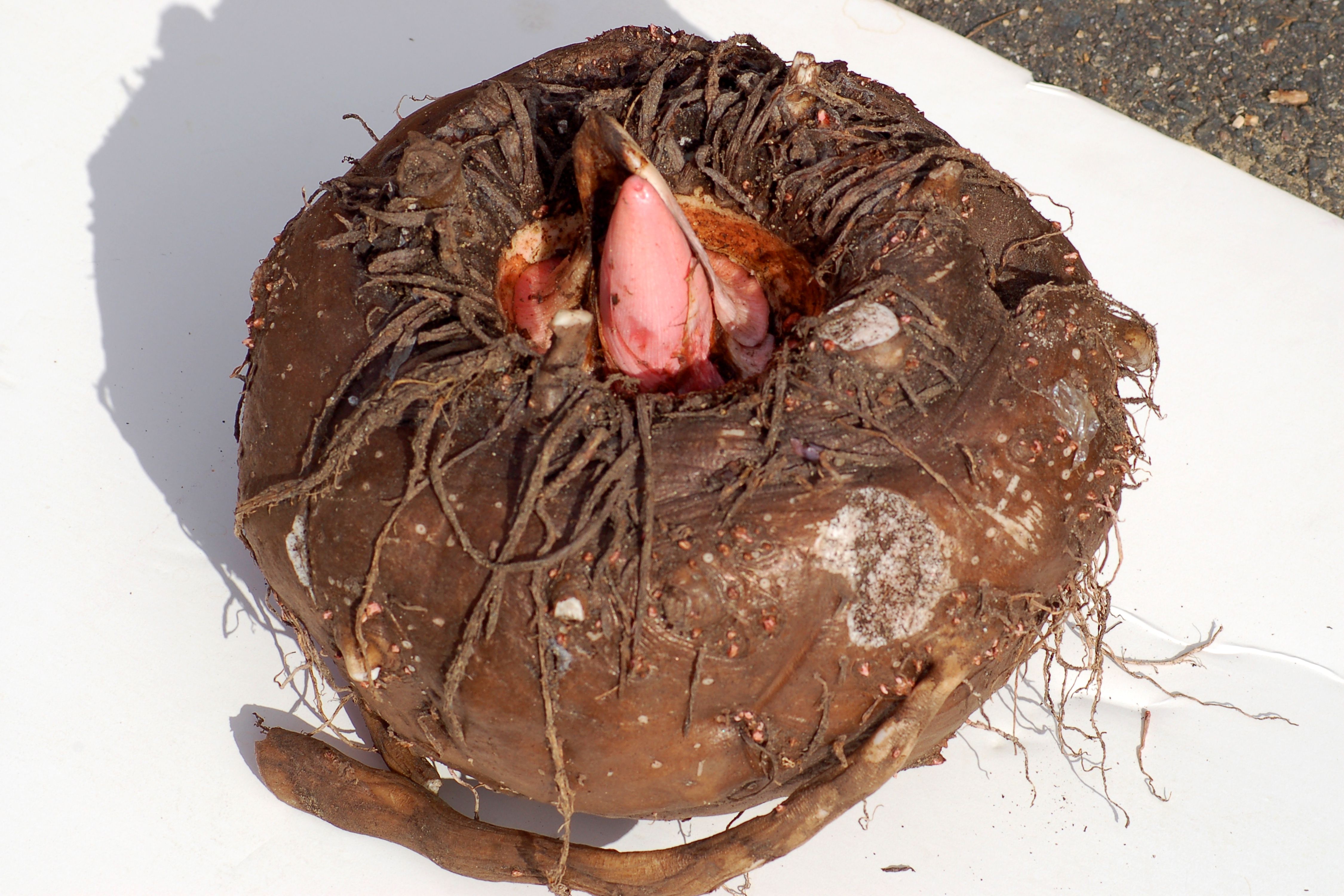 Difference Between Corms, Bulbs, Tubers, and Rhizomes