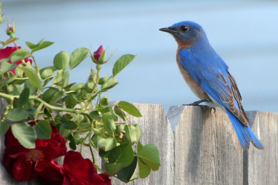 How to Attract Bluebirds - Tips and Tricks