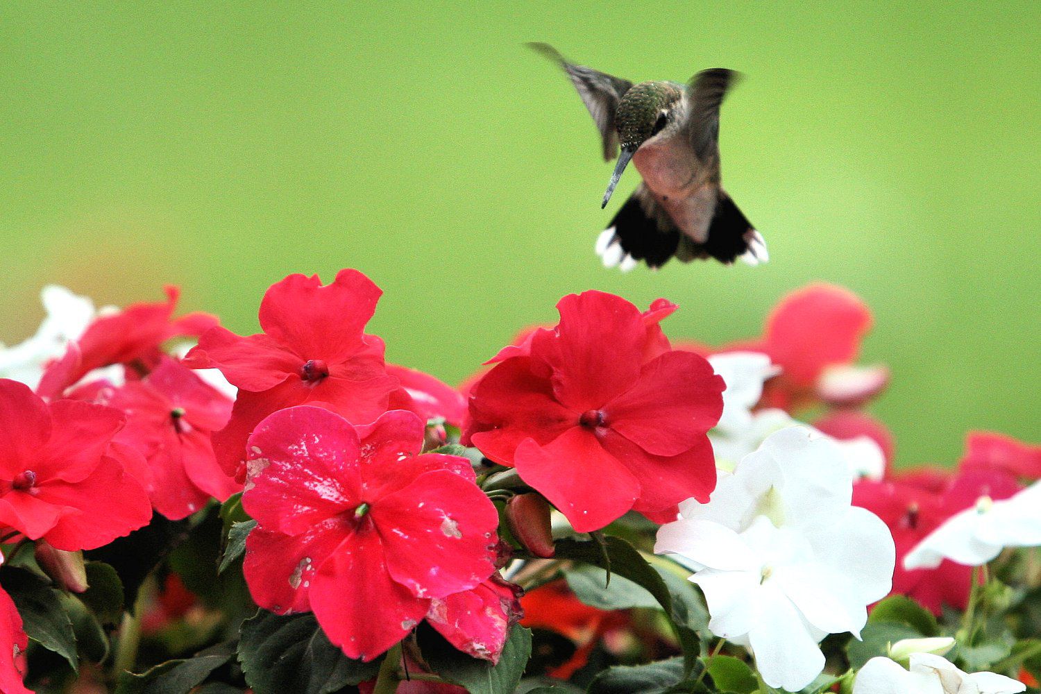 hummingbird flowers