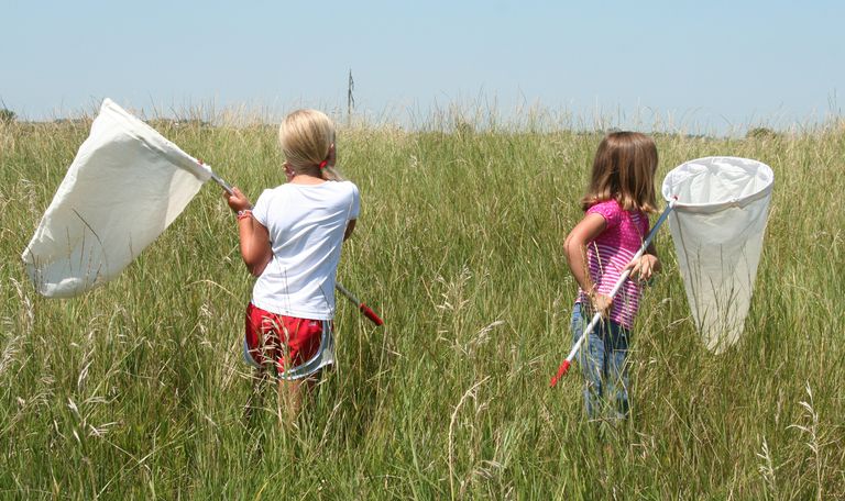 Must Have Tools For The Study Of Insects