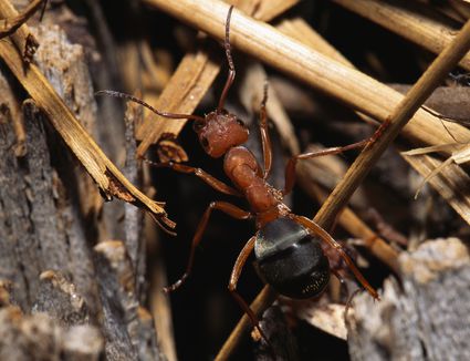 9 Simple Steps to Get Rid of Ants and Keep Ants Out