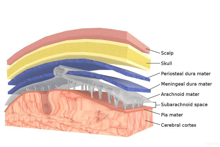 Meninges Function And Layers